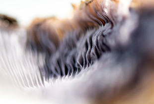 Mushroom One