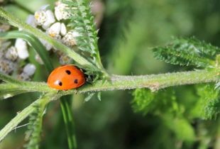 Ladybird Adventures