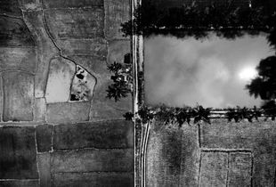 Rice plants Preparation for plantings (Aerial Picture)