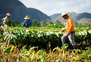 Good face of the tobacco