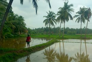 Rice Walla