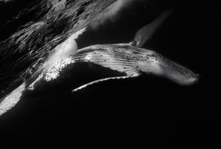 'Beneath the Surface'