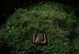 "Faded English Lavender Bouquet," from the series "Nurturing Time, Life in a Backyard Garden"