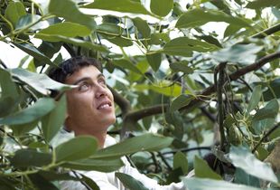 Young Avocado picker