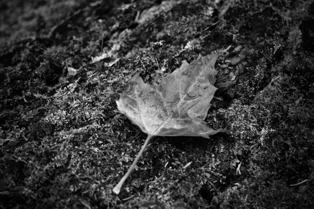 Single Leaf