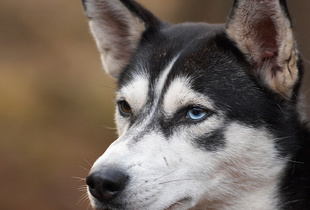 Feature on Mushing Holland sleddog competition