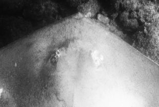 Dead Ray