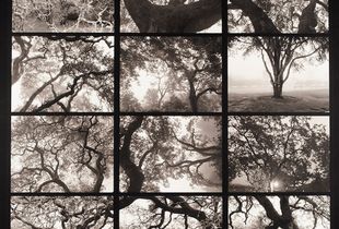 Annadel Oaks