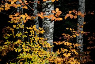"Otoño"