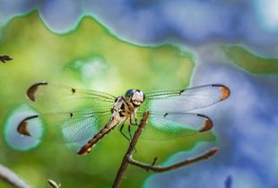 Laugh of the Dragonfly