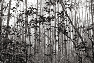 Once Upon A Forest