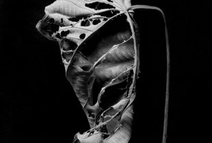 Untitled (Wata leaf)