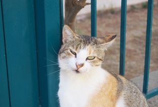 Athens Cats_9