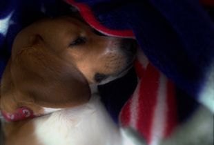 American Dream