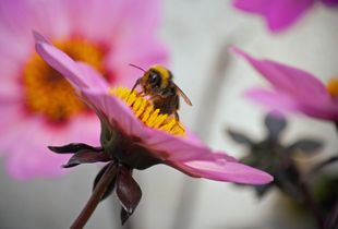 Nectar