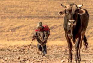 THE LITTLE SHEPHERD OF PERU AND HIS WIFE
