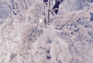 Branches heavy with snow