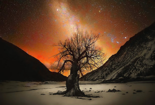 The Wisdom Tree in Lundy Canyon