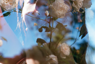 Full Bloom