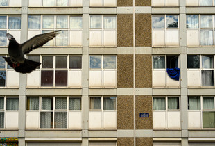l'oiseau