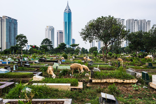 Shepherds from neighbouring villages bring their flock of sheep to graze at Karet Bivat cemetery one of the largest in Jakarta.  Wisma 46, one of the tallest buildings in Jakarta, brings sharp contrast to the scene