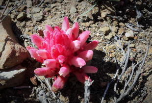 "The secret life of Hyobanche"
