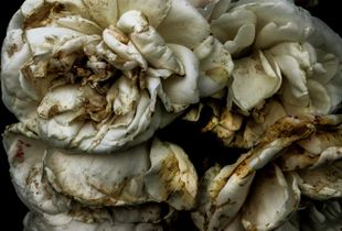 Flowers in Regents Park, London, 1