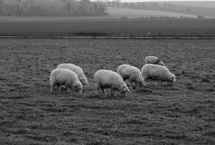 Herd behavior
