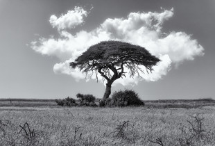 Umbrealla Tree, Botswana