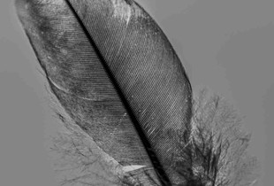 Feather falling in deep sun.