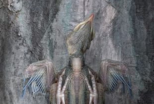 Angel Bird
