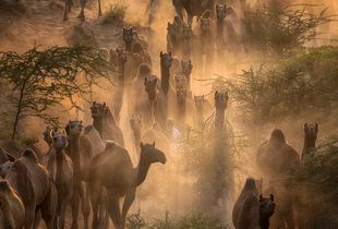 Nomad