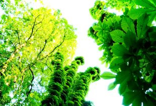 Trees 6