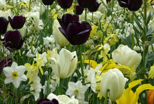 The Tulip, Composition I