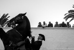 Horsing Around