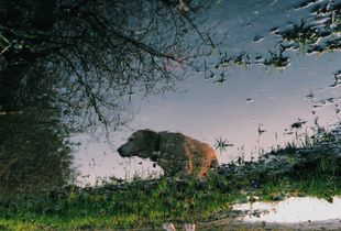 Reflection.