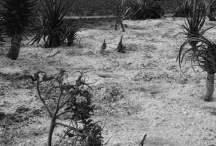 Agave grove, near Be'eri.