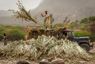Khamis Benisa'ad Farmers