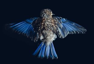 Fledgling 1