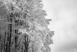 Trees - Cansiglio forest
