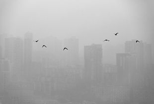 Blur and birds