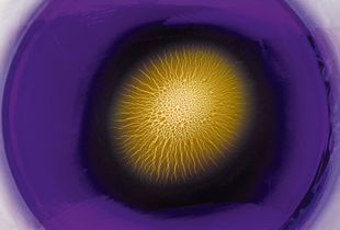 Cosmic Mandala_22