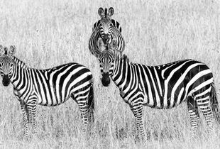 Three Zebras