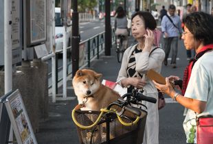 Phone and dog Tokyo