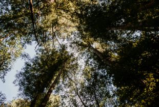 Daydreaming With Redwoods