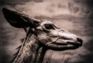 Epitaphs / Silent Stories/ Tragelaphus Imberbis
