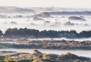 Mist in the dunes