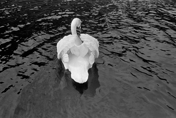 Swan, Scotland