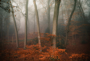 Winter Woodland