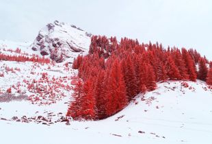 Red Pines 1